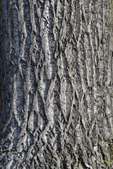 Obraz premium Tulip tree bark detail