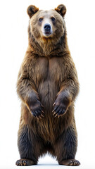 bear, brown, wild animal cut out on transparent background png