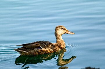 Duck swimming in blue water lake