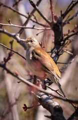 茶色い鳥（シロハラ）