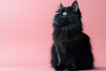 Fototapeta premium Fluffy black cat with bright green eyes, looking up attentively against a soft pink background.
