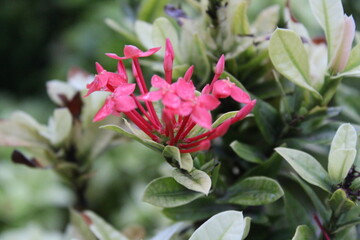 beautiful nature colorful photography. nature click 