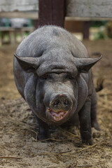 Black pig on green grass...