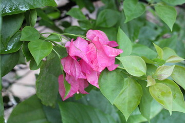 beautiful nature colorful photography. nature click 