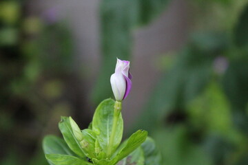 beautiful nature colorful photography. nature click 