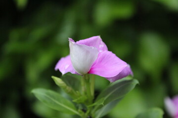 beautiful nature colorful photography. nature click 