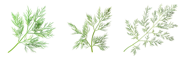 Macro shot of a fresh green dill sprig, isolated on a white background for clipping