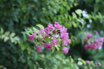 beautiful nature colorful photography. nature click 