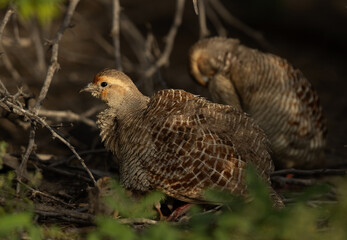 Grey francolin chick hiding inside mother feather at Hamala, Bahrain