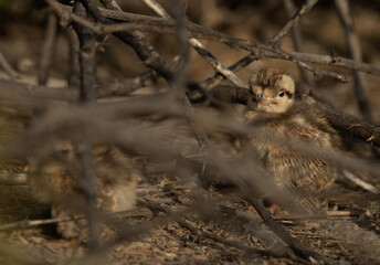 Obraz premium Grey francolin chick hiding in a bush at Hamala, Bahrain