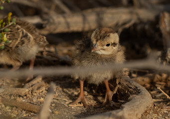 Portrait of a Grey francolin chick at Hamala, Bahrain