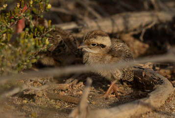 Grey francolin chicks in the bush at Hamala, Bahrai