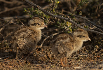 Selective focus on Grey francolin chick at the back at Hamala, Bahrain