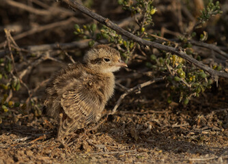 Closeup of a Grey francolin chick at Hamala, Bahrain
