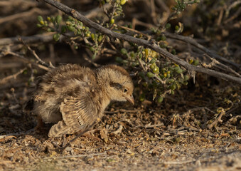 Grey francolin chick at Hamala, Bahrain