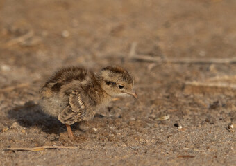 Grey francolin chick at Hamala, Bahrain