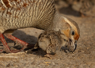 Closeup of Grey francolin mother and her chick feeding at Hamala, Bahrain