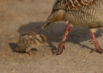 Grey francolin chick and mother at Hamala, Bahrain