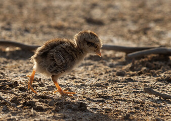 A backlit image of Grey francolin chick at Hamala, Bahrain