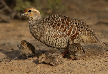 Portrait of a Grey francolin and chicks feeding nearby