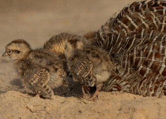 Closeup of Grey francolin chicks with mother feeding