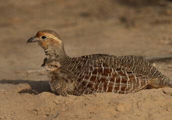 Grey francolin with chicks at Hamala, Bahrain