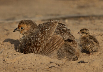 Grey francolin mud bathing and a chick nearby at Hamala, Bahrain