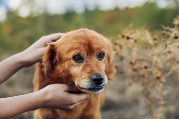 Person interacting with friendly brown dog in picturesque field with dry grass background during...