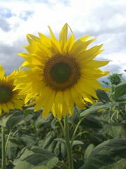 sunflower in the field