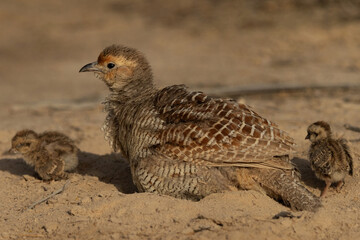 Grey francolin mud bathing at Hamala, Bahrain