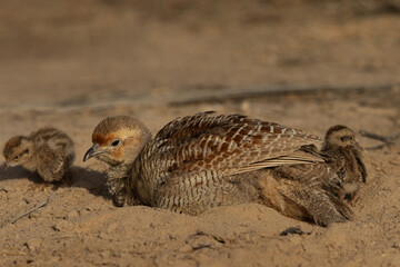 Grey francolin mud bathing at Hamala, Bahrain