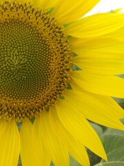 sunflower with bee