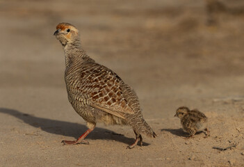 Grey francolin with a chick at Hamala, Bahrain