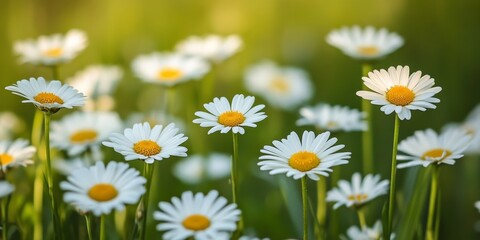 Fototapeta premium A close-up of daisies growing wild in a field, their white petals and yellow centers standing out against the green grass