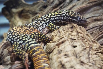 Close Up von einem schlafenden Stachelschwanzwaran, eine australische Eidechse mit gemusterten Schuppen, der auf dem Ast eines Baumes ruht mit geschlossenen Augen
