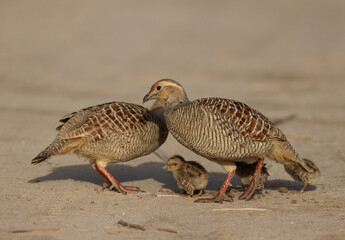 A pair of Grey francolin with a chicks at Hamala, Bahrain
