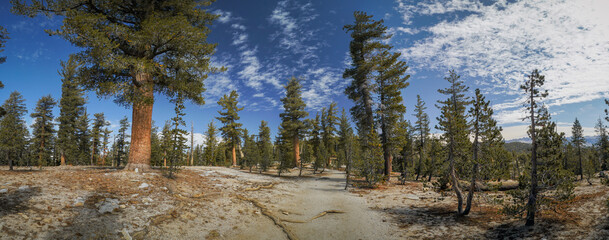 A forest with a clear blue sky © michalknitl