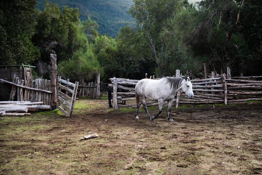 Paisajes de praderas en la Patagonia Argentina con incre&iacute;bles valles en zona rural. Vacas, caballos y ovejas pastando se pueden apreciar.