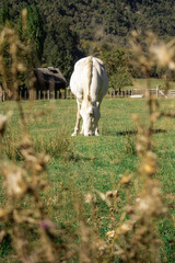Obraz premium Paisajes de praderas en la Patagonia Argentina con increíbles valles en zona rural. Vacas, caballos y ovejas pastando se pueden apreciar.