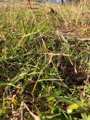 natural cynodon grass green background