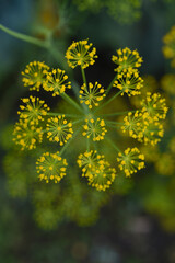 Yellow dill flowers. Anethum graveolens flower umbrella.