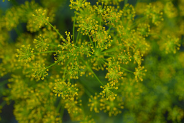 Yellow dill flowers. Anethum graveolens flower umbrella.