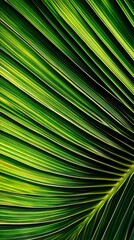 Close-up of a Green Palm Leaf with Parallel Lines