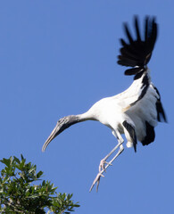 Wood Stork outdoors in nature