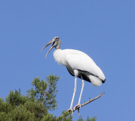 Wood stork in nature