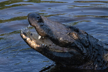 Alligator out in nature