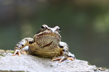 Isolated frog on a rock