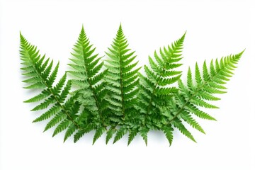 Obraz premium Fern Frond Beginnings: The Delicate First Fronds of a Fiddlehead Isolated on a White Background, Symbolizing New Life and Growth, single element, single object, material, vector material, illustration