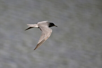 Obraz premium Trauerseeschwalbe // Black tern (Chlidonias niger)