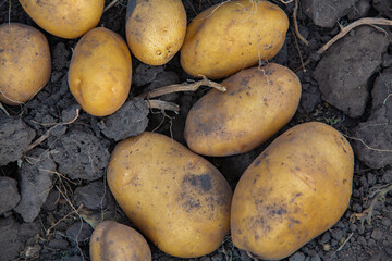 Potatoes in the soil. Harvesting potatoes in the field.